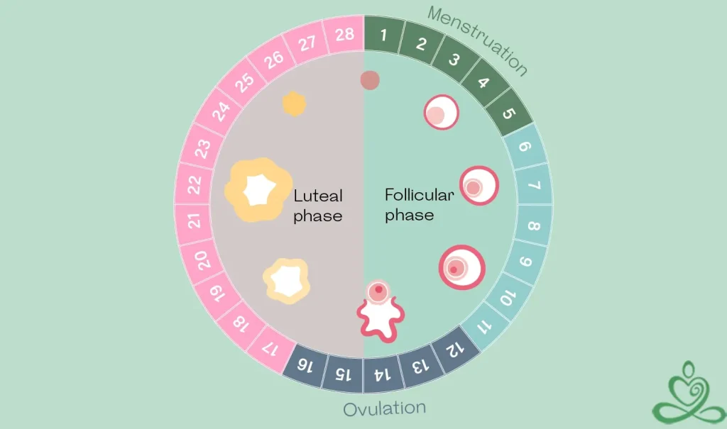 تعیین تخمک گذاری