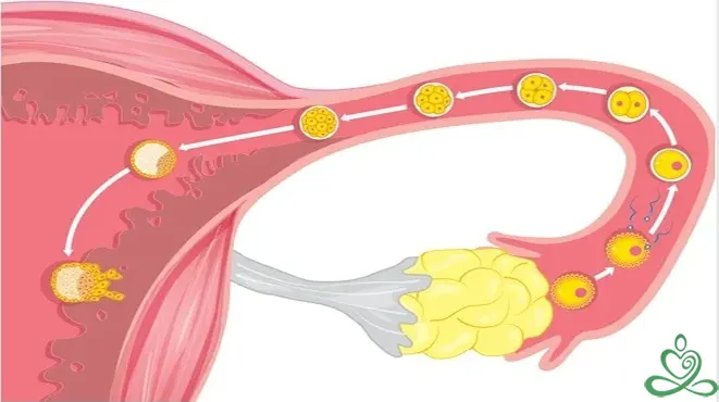 زمان تخمک گذاری