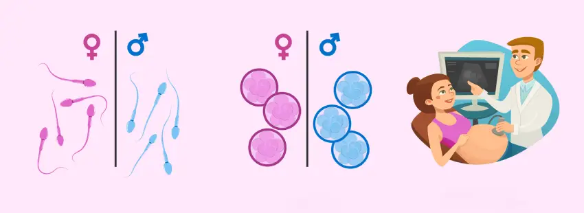 تعیین جنسیت با IVF