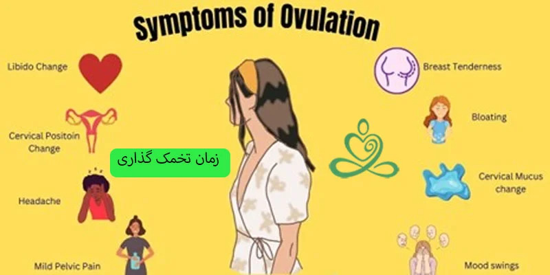 تعیین-زمان-تخمک-گذاری