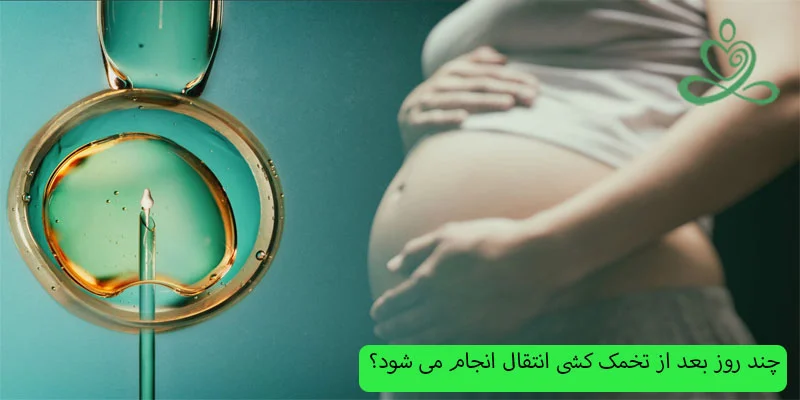 چند-روز-بعد-از-تخمک-کشی-انتقال-انجام-می-شود؟